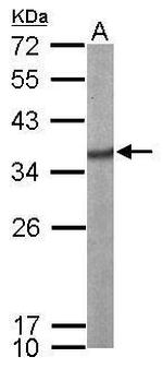 SRSF1 Antibody in Western Blot (WB)