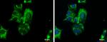 PCK2 Antibody in Immunocytochemistry (ICC/IF)