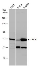 PCK2 Antibody in Western Blot (WB)