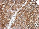 DPH2 Antibody in Immunohistochemistry (Paraffin) (IHC (P))