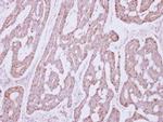 Occludin Antibody in Immunohistochemistry (Paraffin) (IHC (P))