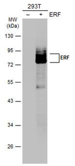 ERF Antibody in Western Blot (WB)