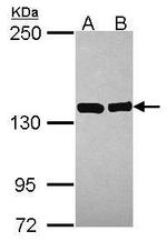 VARS Antibody in Western Blot (WB)