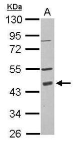 PDCD2 Antibody in Western Blot (WB)