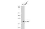 BRD3 Antibody in Western Blot (WB)