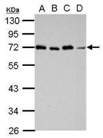 STAM Antibody in Western Blot (WB)