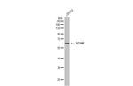 STAM Antibody in Western Blot (WB)