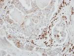 VDP Antibody in Immunohistochemistry (Paraffin) (IHC (P))