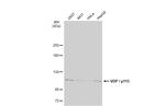 VDP Antibody in Western Blot (WB)