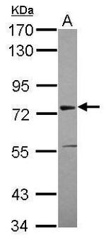 ASH2L Antibody in Western Blot (WB)