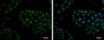 FCP1 Antibody in Immunocytochemistry (ICC/IF)