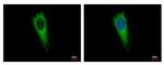 EMAP II Antibody in Immunocytochemistry (ICC/IF)