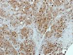 EMAP II Antibody in Immunohistochemistry (Paraffin) (IHC (P))