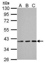 EMAP II Antibody in Western Blot (WB)