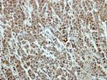 EFTUD2 Antibody in Immunohistochemistry (Paraffin) (IHC (P))