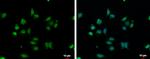 VPS4B Antibody in Immunocytochemistry (ICC/IF)