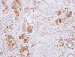 GDA Antibody in Immunohistochemistry (Paraffin) (IHC (P))