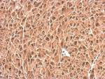 PSMD6 Antibody in Immunohistochemistry (Paraffin) (IHC (P))