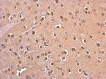 PSMD6 Antibody in Immunohistochemistry (Paraffin) (IHC (P))