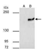 SETDB1 Antibody in Immunoprecipitation (IP)