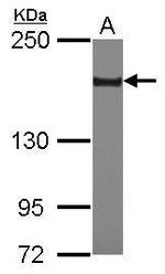 SETDB1 Antibody in Western Blot (WB)