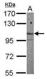 ARNT2 Antibody in Western Blot (WB)