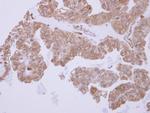 ACTR1B Antibody in Immunohistochemistry (Paraffin) (IHC (P))