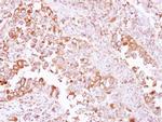 ACTR1A Antibody in Immunohistochemistry (Paraffin) (IHC (P))