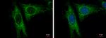 LRP130 Antibody in Immunocytochemistry (ICC/IF)