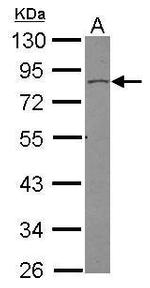 Vinexin Antibody in Western Blot (WB)