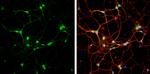 Syntaxin 6 Antibody in Immunocytochemistry (ICC/IF)