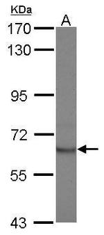 STAM2 Antibody in Western Blot (WB)