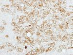 Sigma-1 Receptor Antibody in Immunohistochemistry (Paraffin) (IHC (P))