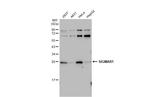 Sigma-1 Receptor Antibody in Western Blot (WB)