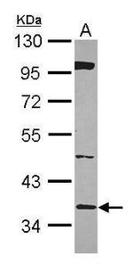 BRAF35 Antibody in Western Blot (WB)