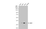 IRF9 Antibody in Western Blot (WB)