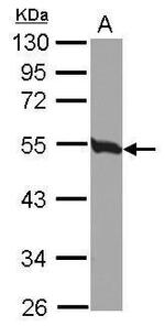 Tubulin beta-2C Antibody in Western Blot (WB)