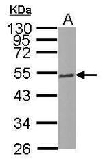 Tubulin beta-2C Antibody in Western Blot (WB)