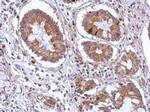 SCGN Antibody in Immunohistochemistry (Paraffin) (IHC (P))