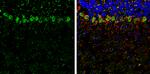 SCGN Antibody in Immunohistochemistry (Frozen) (IHC (F))