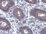 SCGN Antibody in Immunohistochemistry (Paraffin) (IHC (P))