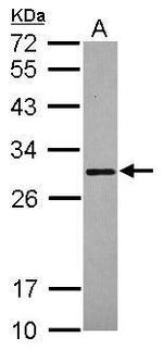 SCGN Antibody in Western Blot (WB)