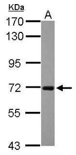 RGS14 Antibody in Western Blot (WB)