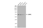 SAM68 Antibody in Western Blot (WB)