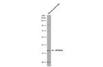 MTHFD2 Antibody in Western Blot (WB)