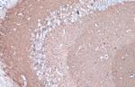 CYP46A1 Antibody in Immunohistochemistry (Paraffin) (IHC (P))