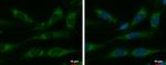 HSPE1 Antibody in Immunocytochemistry (ICC/IF)