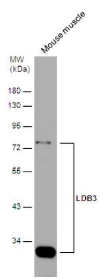 LDB3 Antibody in Western Blot (WB)