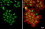 U2AF2 Antibody in Immunocytochemistry (ICC/IF)