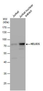 HELIOS Antibody in Western Blot (WB)